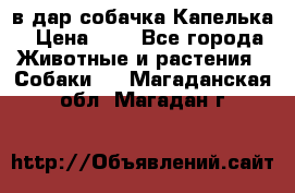 в дар собачка Капелька › Цена ­ 1 - Все города Животные и растения » Собаки   . Магаданская обл.,Магадан г.